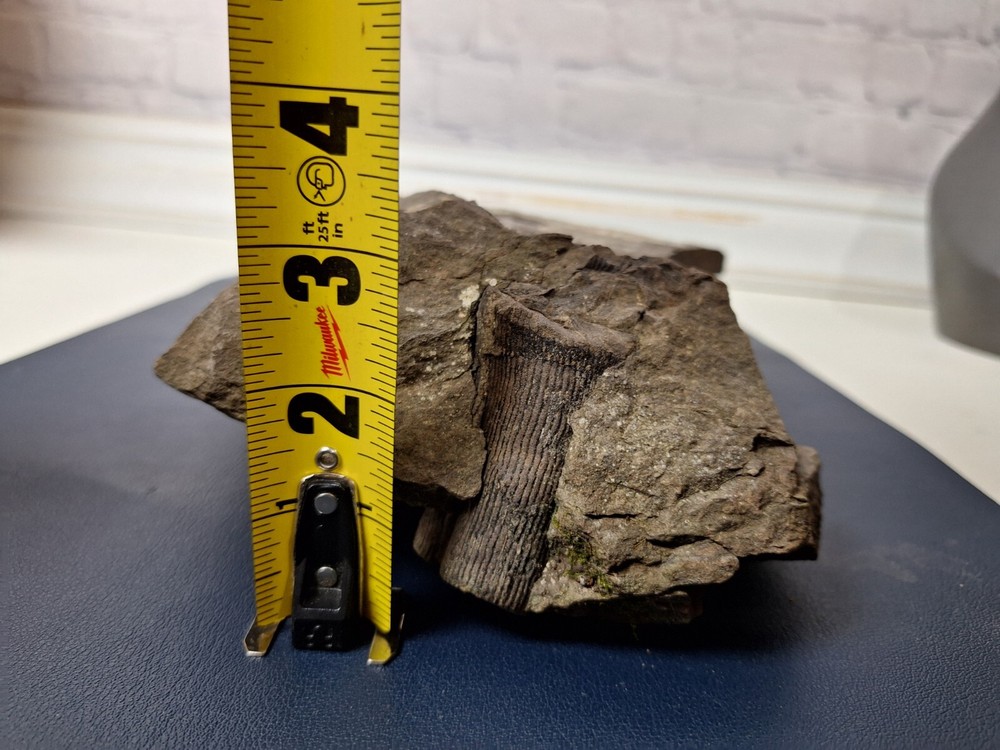 Calamite Stem Lepidodendron Paliozoic Devonian Carboniferous Virginia