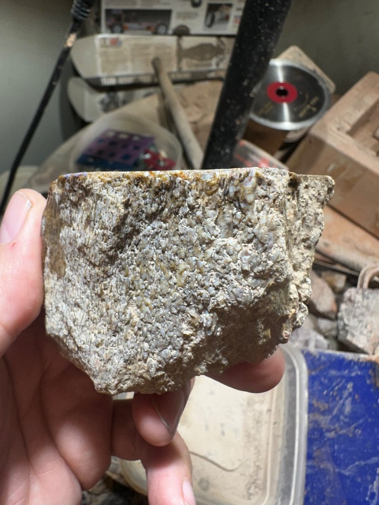 Dinosaur bone rough **hxtled end cut.