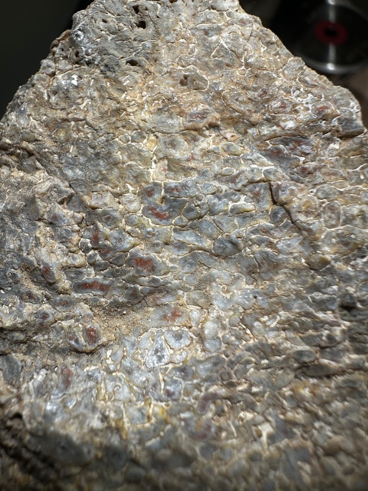 Dinosaur bone rough **hxtled end cut.