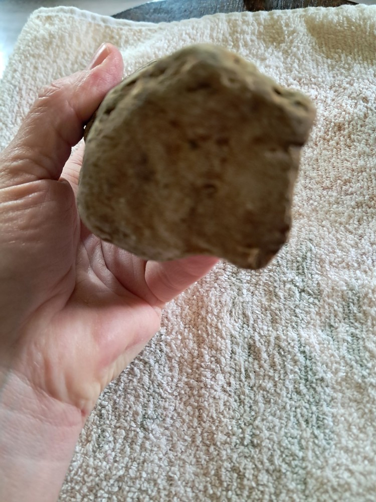 Stigmaria Root Fossil. S6