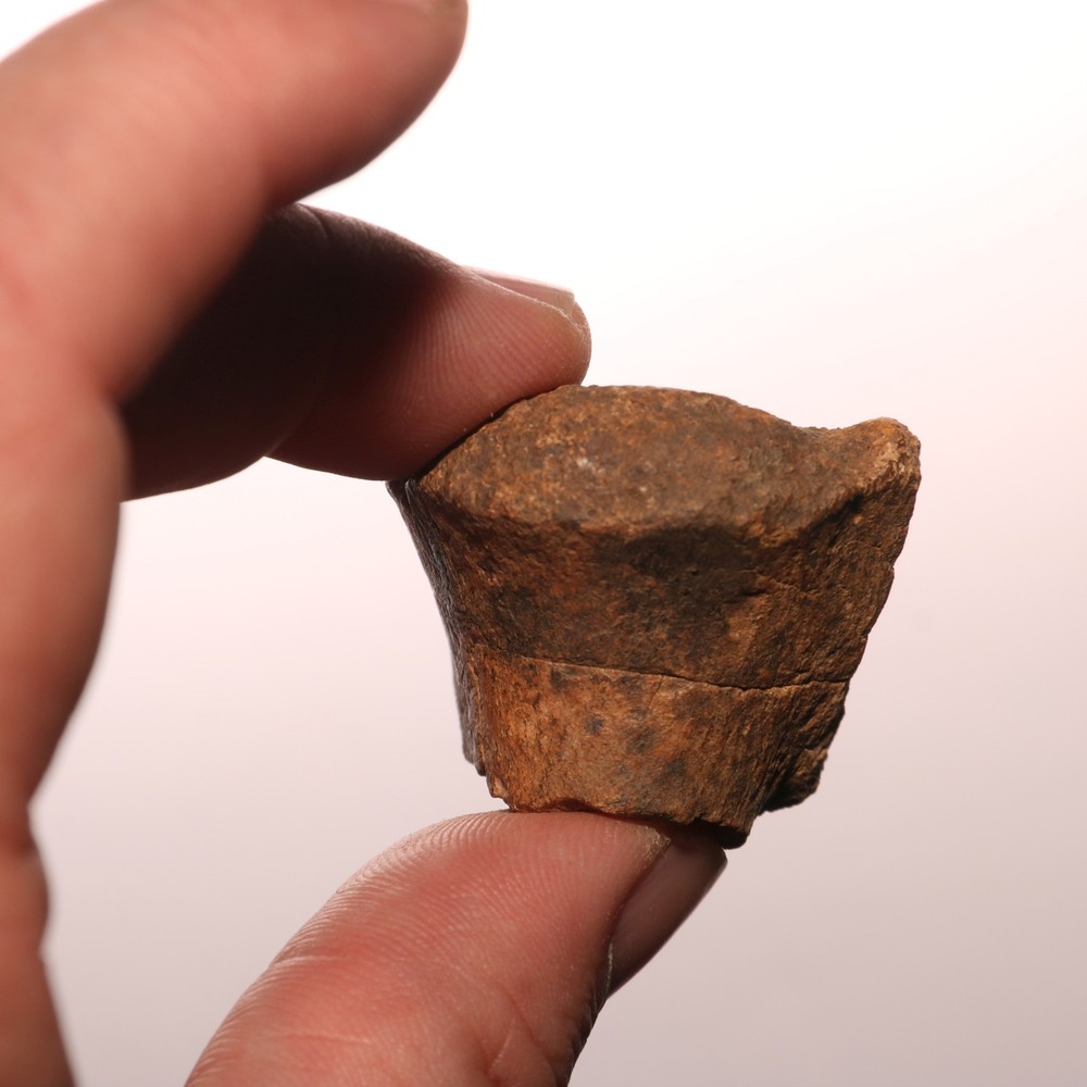 Very Nice Dinosaur Vertebrae Process Bone Fossil Hell Creek Formation Cretaceous
