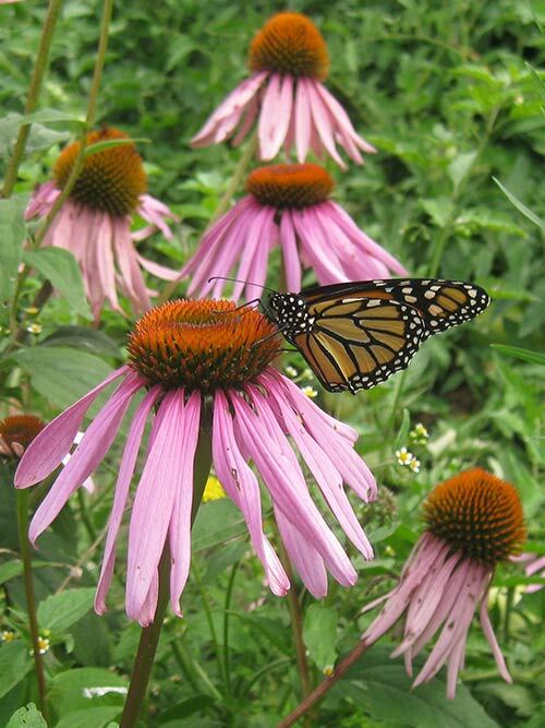 Honey Bee Seed Mix