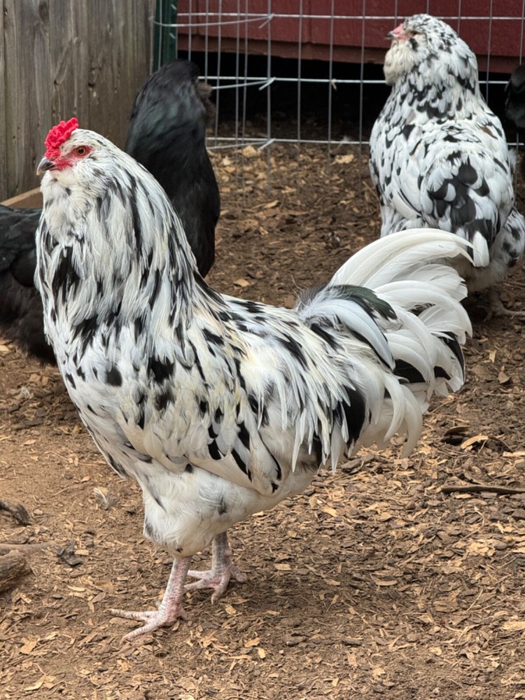 8 Ermine Ameracana Hatching Eggs beautiful blue eggs