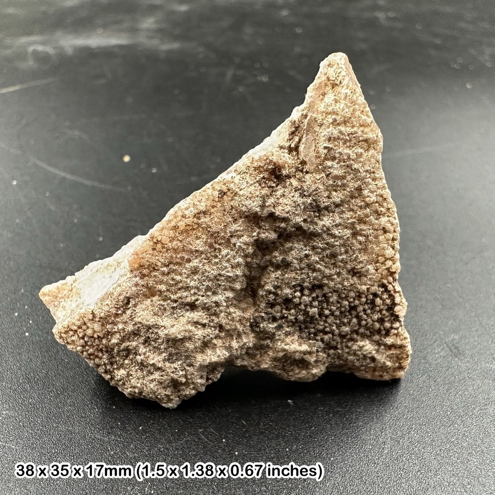 Titanosaur dinosaur eggshell fossil