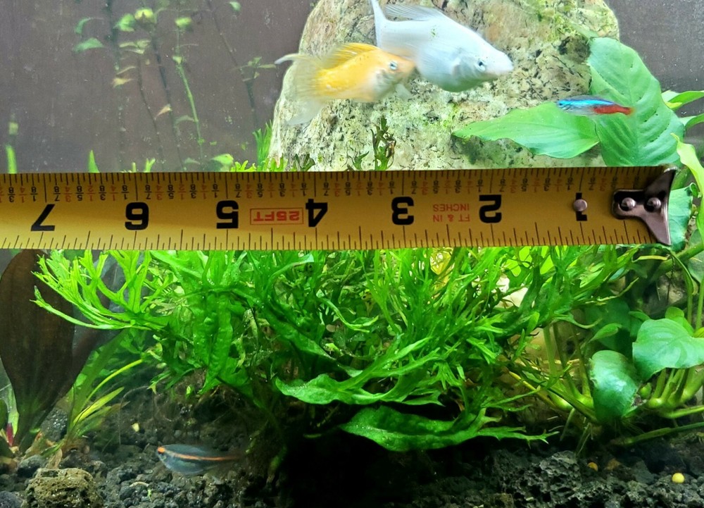Java Fern Windelov Rhizome , Easy Live Aquatic Plants
