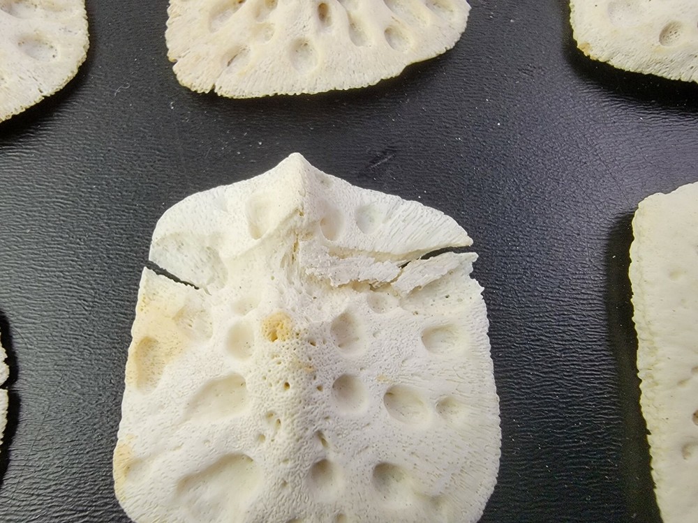 Gator ALLIGATOR BACK SCUTE bone bones BONY skutes croc weird OSTEODERMS CLEAN