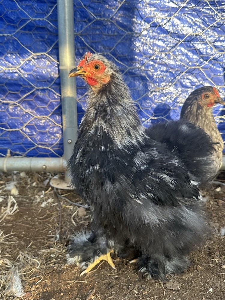 Bantam Cochin blue/black mottled Hatching Eggs