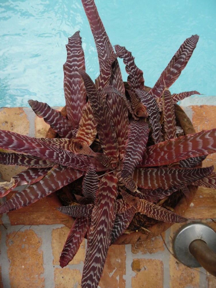 Cryptanthus PHEASANT TAIL Bromeliad one tropical plant *MEDIUM*
