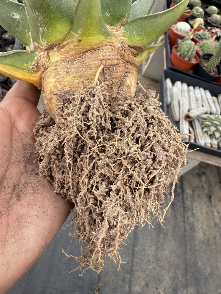 DTTN’S Premium Cactus Super Soil Mix First Time Offer!
