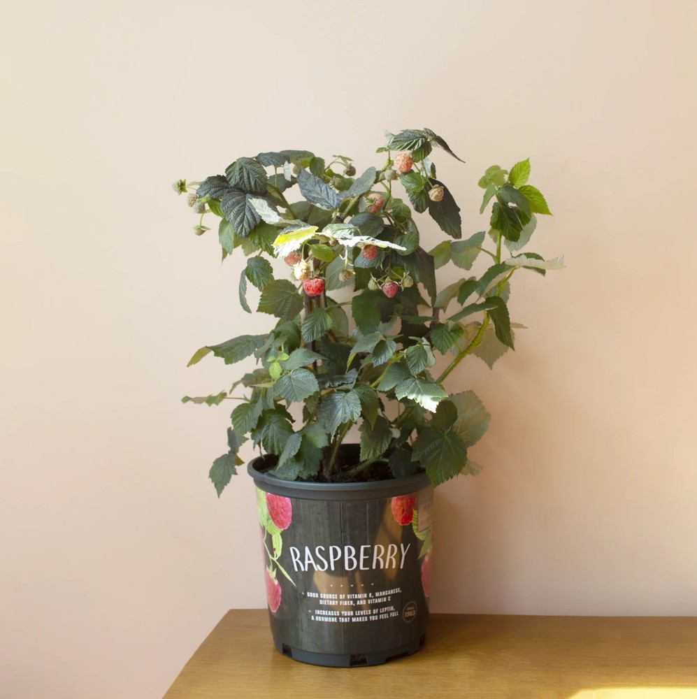 Raspberry Bush Plant - 1 Gallon