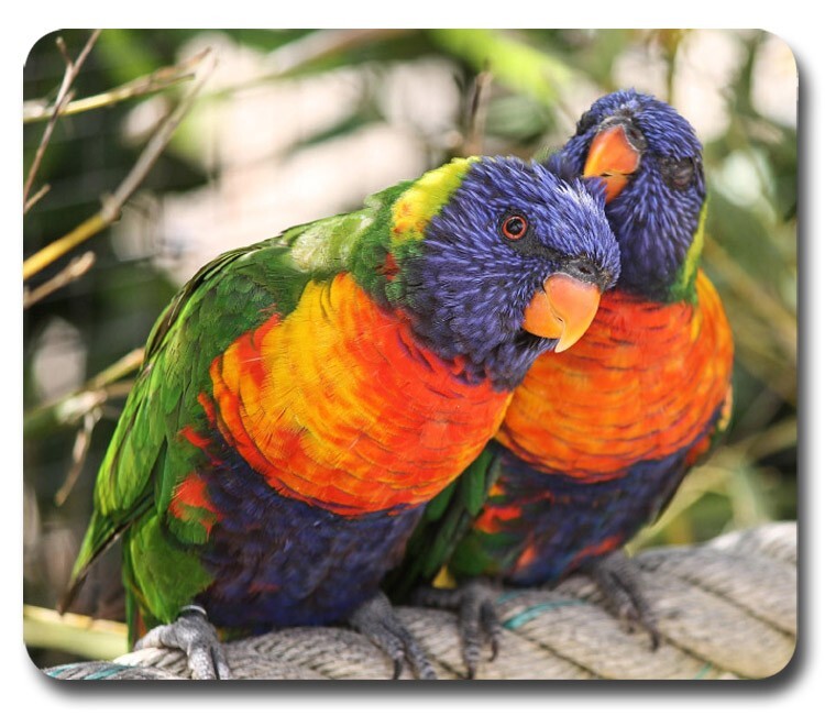 Rainbow Lorikeet Parrots ~ Mouse Pad / Mousepad ~Exotic Tropical Bird Great Gift