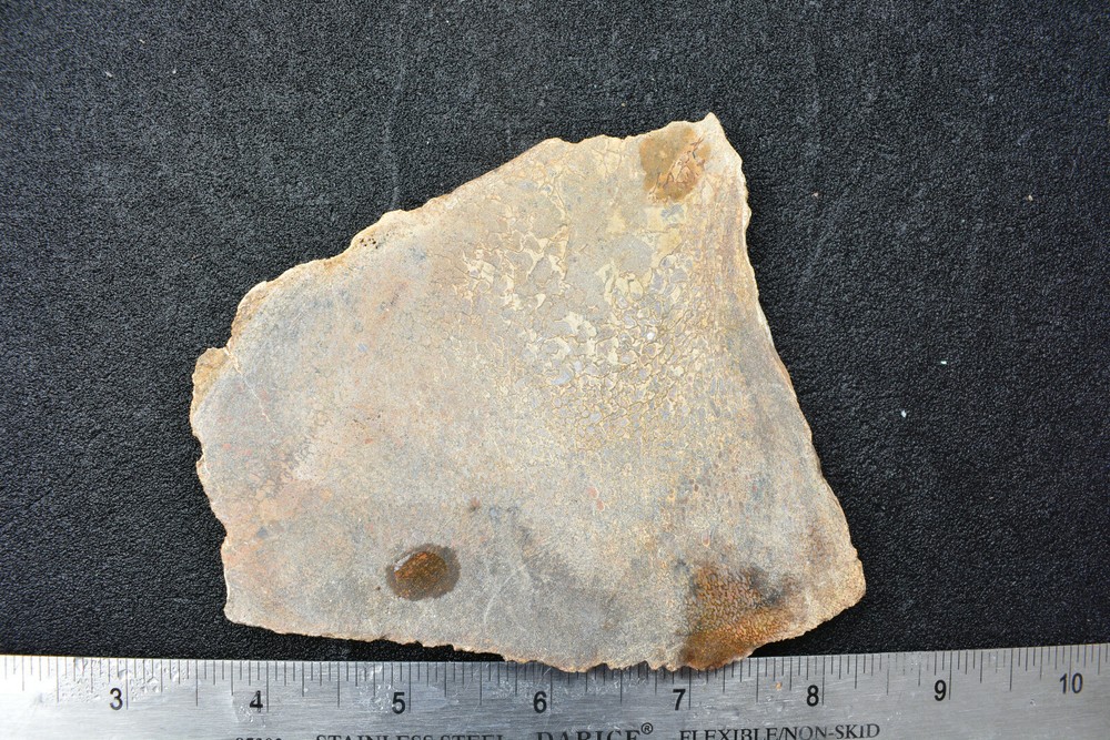 Agatized Dinosaur Bone Slab Utah Ex Shriley Collection