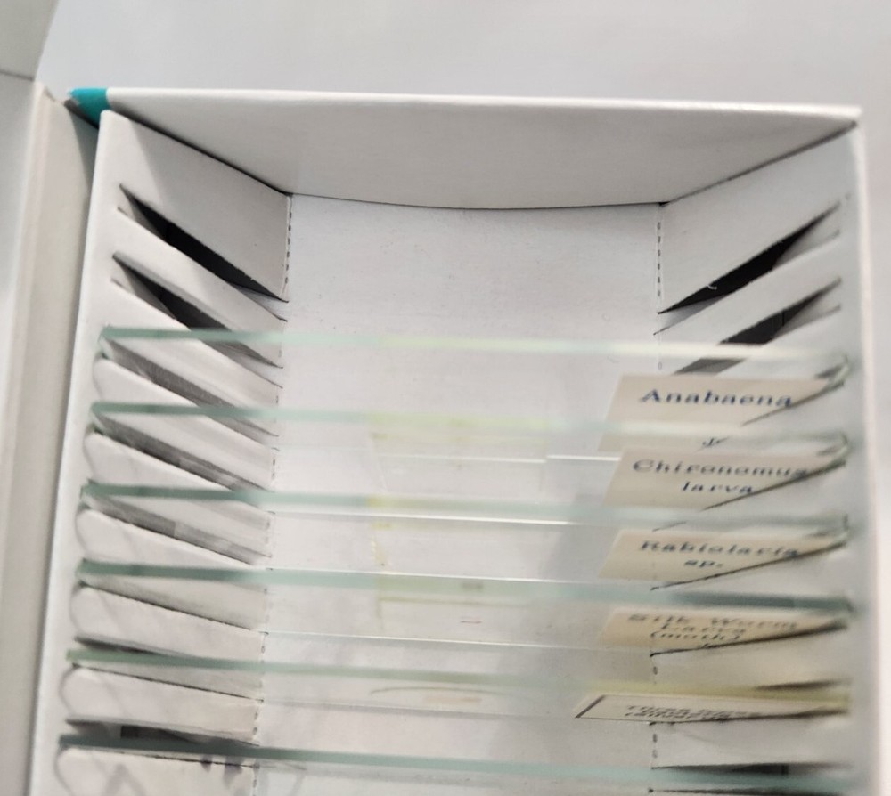 Microscope Glass Slides Edu Science Biology