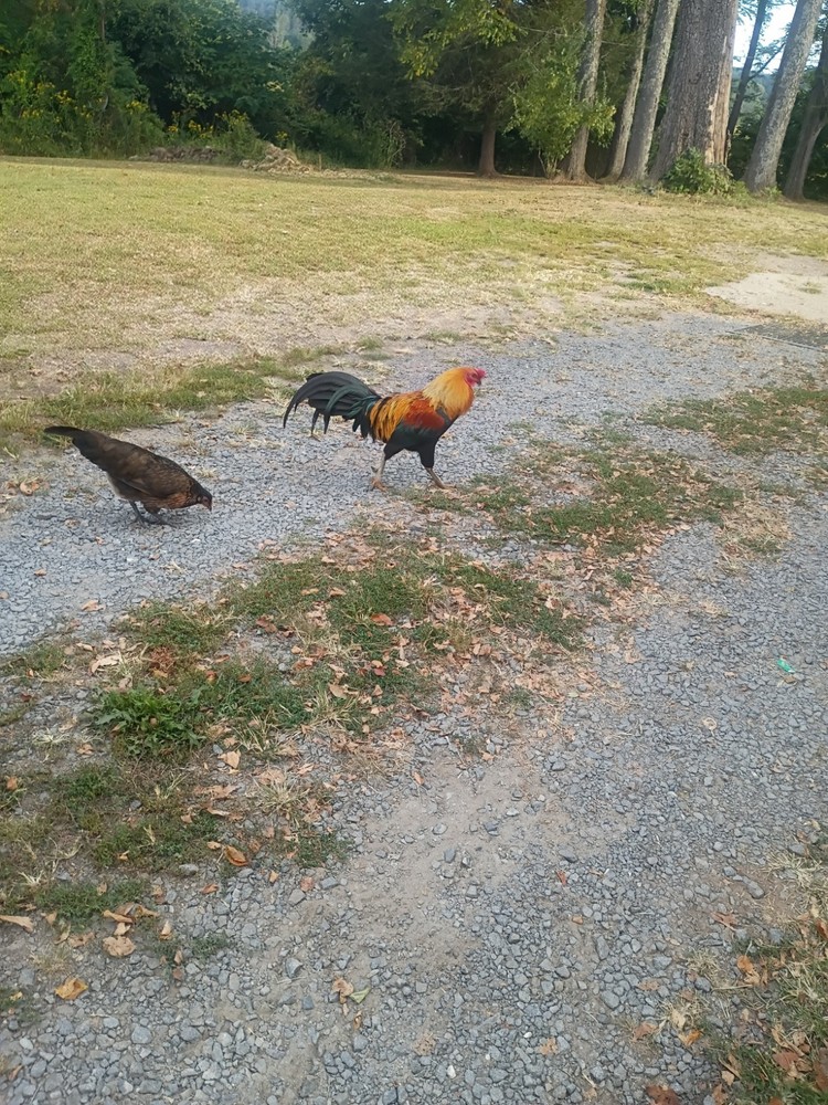 6+ Fertile Hatching Eggs