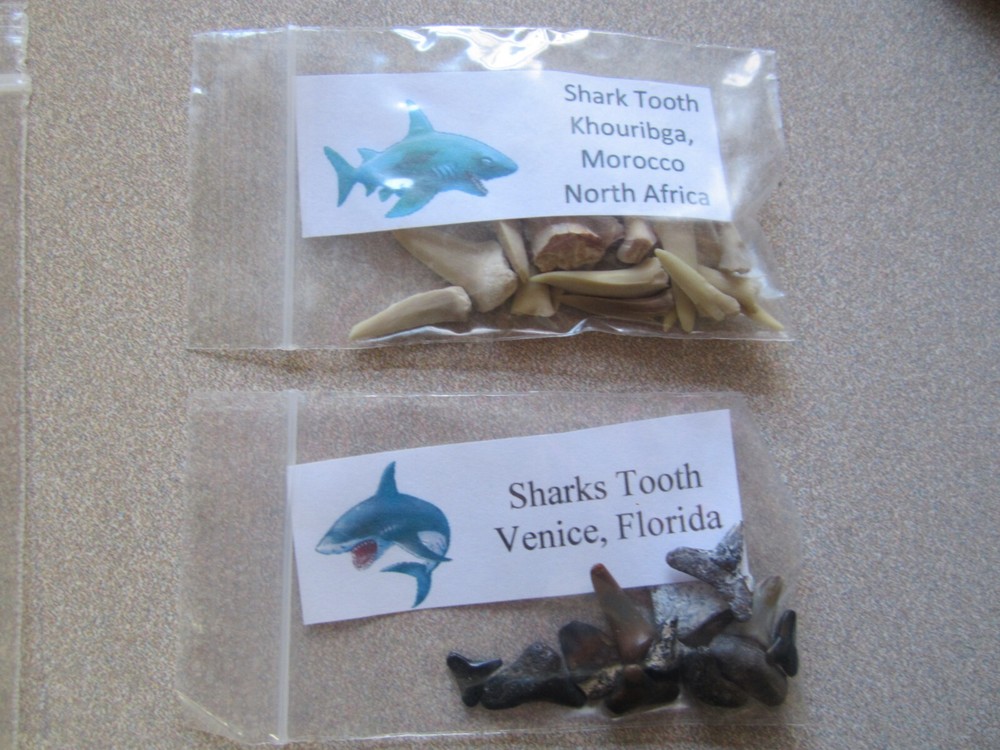 Dinosaur, Mammal, Sharks Teeth Kit