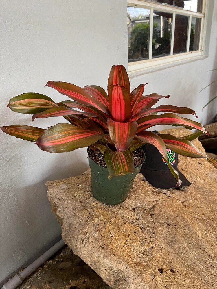 Bromeliad Neoregelia 'Fancy'