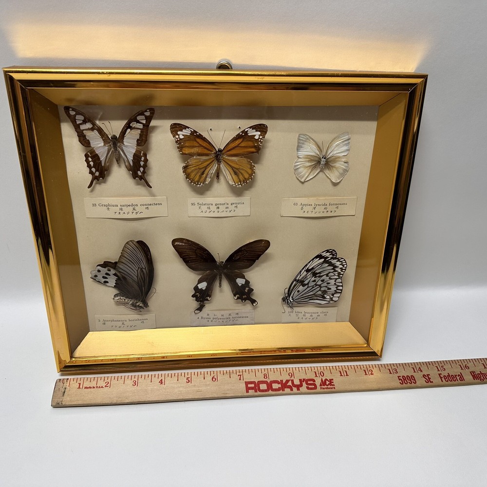 Rare Butterfly Specimen Display