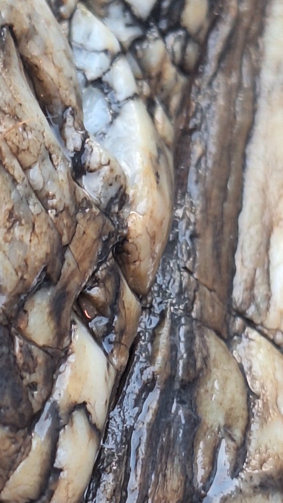 petrified wood log