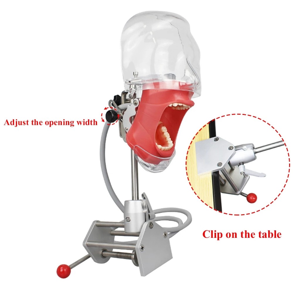 Dental Simulator Manikin Phantom Head Model with 28 Removal Teeth Bench Mount