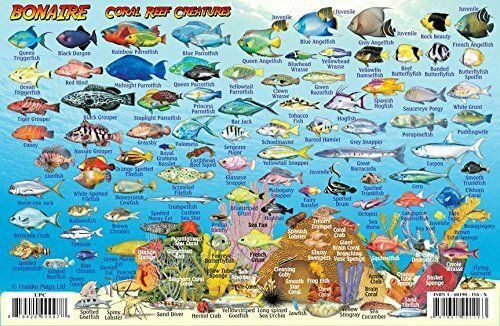 Franko Maps Fish ID Card & Dive Map - Bonaire