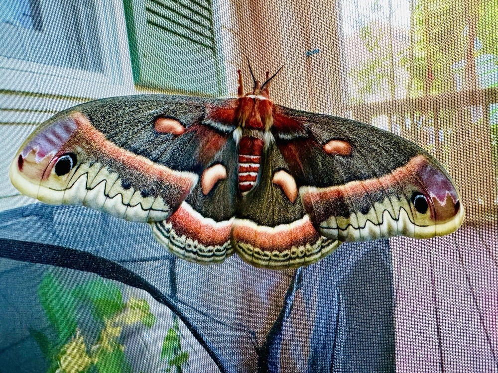 Cecropia Moth cocoon / Pupa