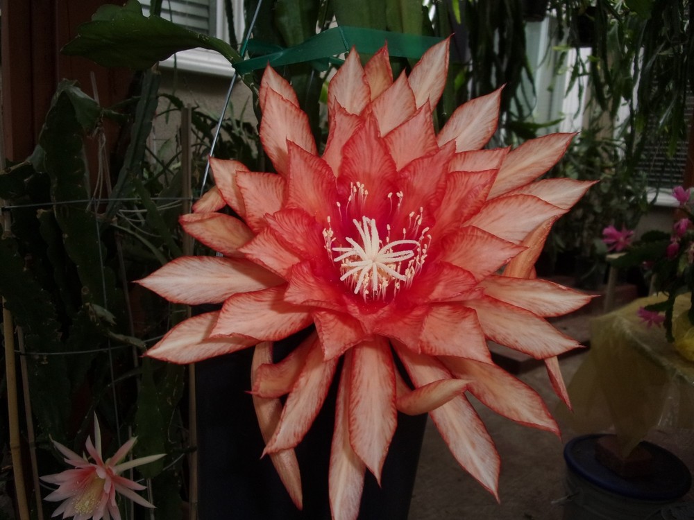 Epiphyllum " ROYAL HEIR " Cutting