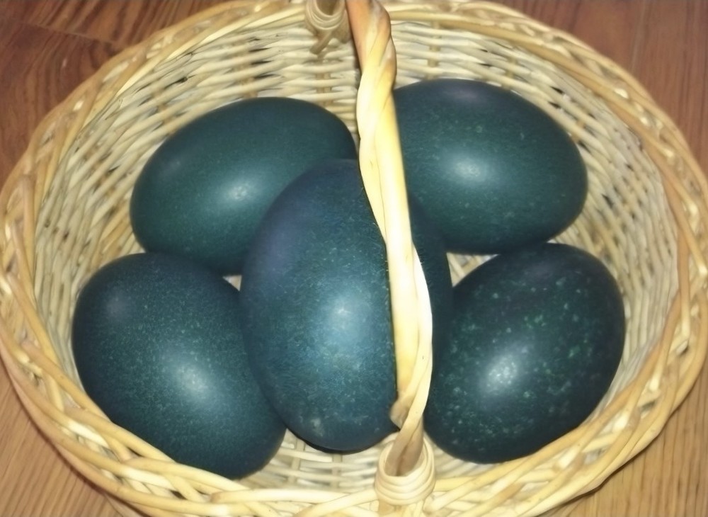 4 emu eggs Blown out and disinfected