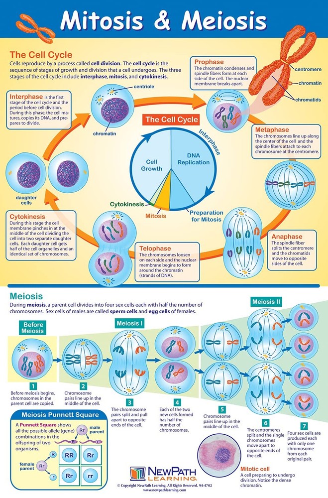 NewPath Learning Structure & Processes Posters, Set/4 (Cells, Osmosis/Diffusion,