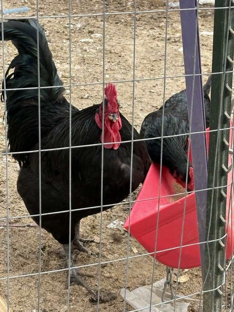 Black Australorp Hatching Eggs. Pure Bred. 6 Hatching Eggs