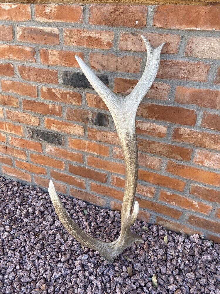 Unique “Freak” Elk Shed ~ Antler