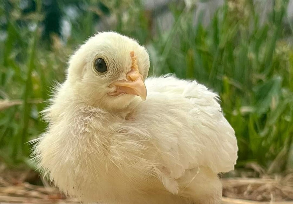 12+ Leghorn Bantam Hatching Eggs - Exhibition Breed