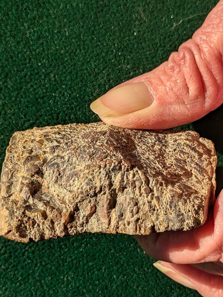 UV * Super Nice Dinosaur Bone * Rough *