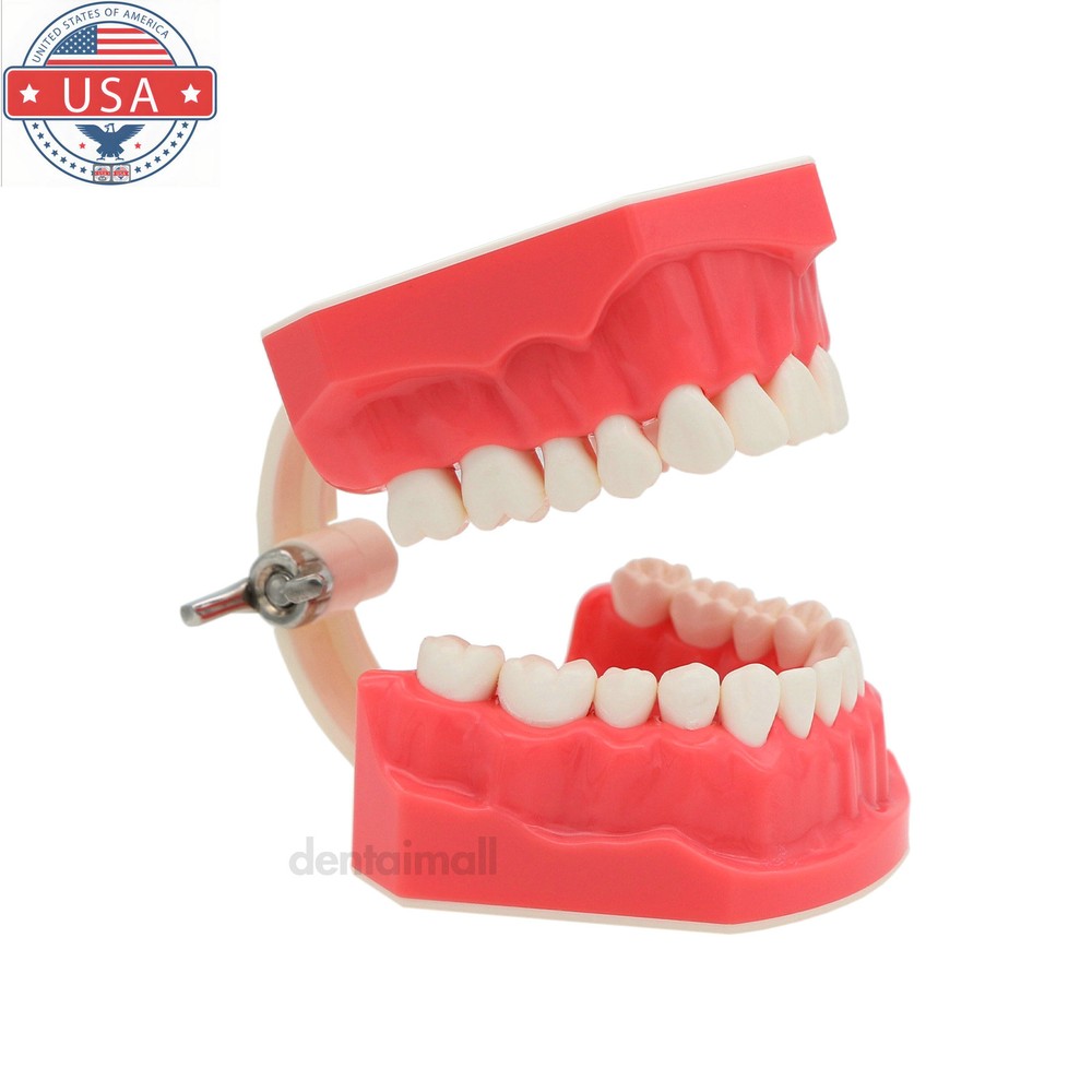 Dental 1:1 Model Brushing Flossing Practice Teeth Typodont Model Teach Study