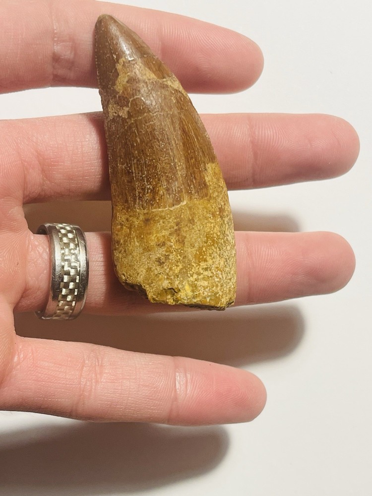 Carcharodontosaurus Tooth Fossil