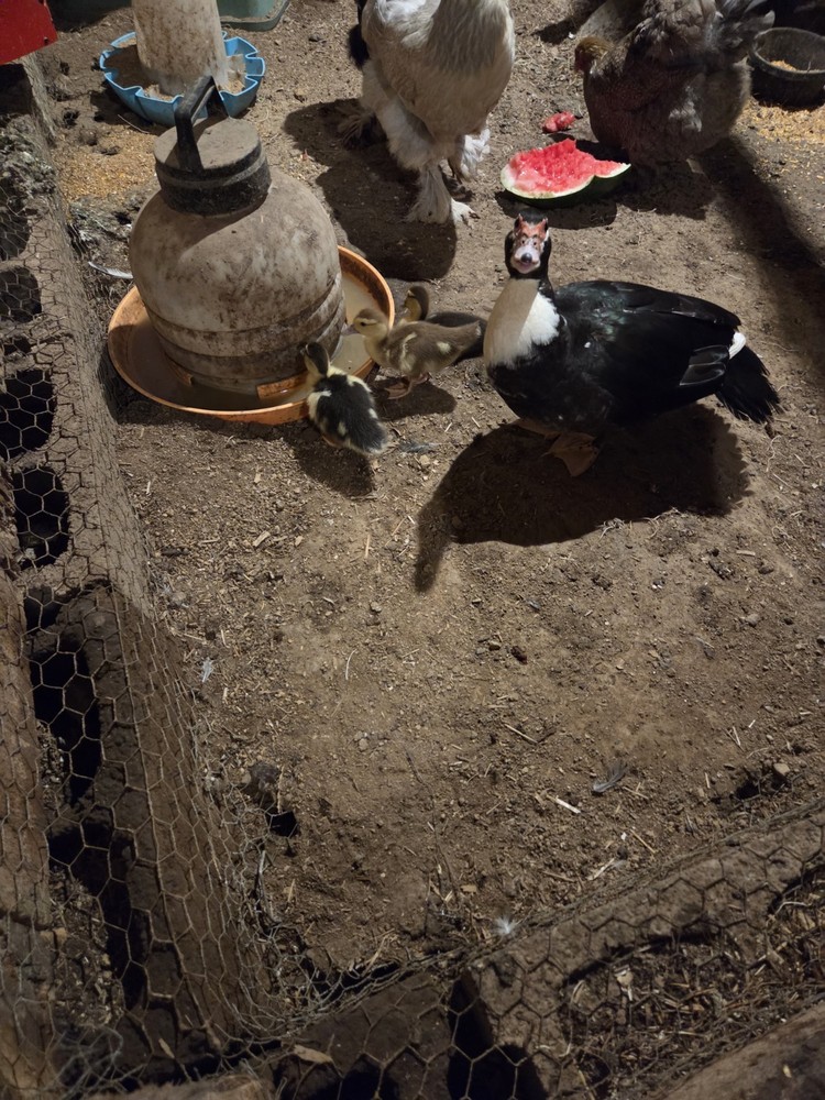 Muscovy Duck Hatching Eggs 12