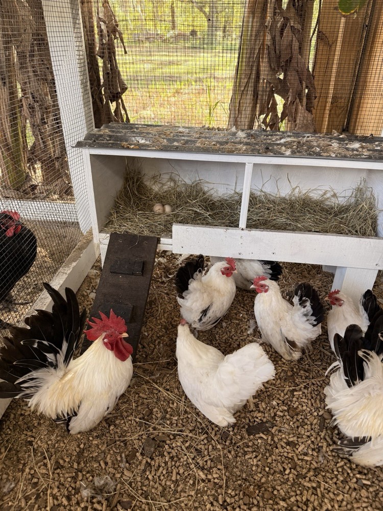 8 Japanese bantam hatching eggs