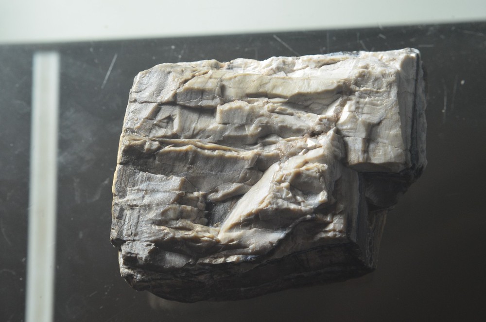 Utah Petrified Wood