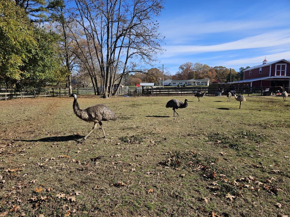2 Emu Hatching Eggs White Blonde Normals