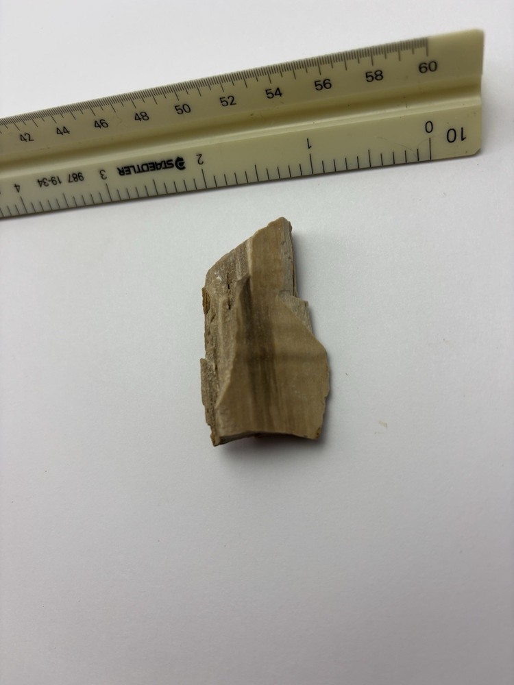 Petrified Wood