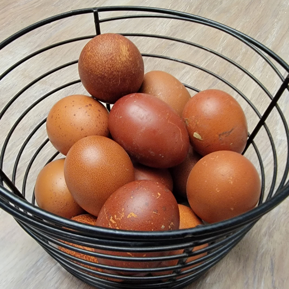 5+ Blue Black Splash (BBS) Marans Hatching Eggs | TN NPIP CERTIFIED