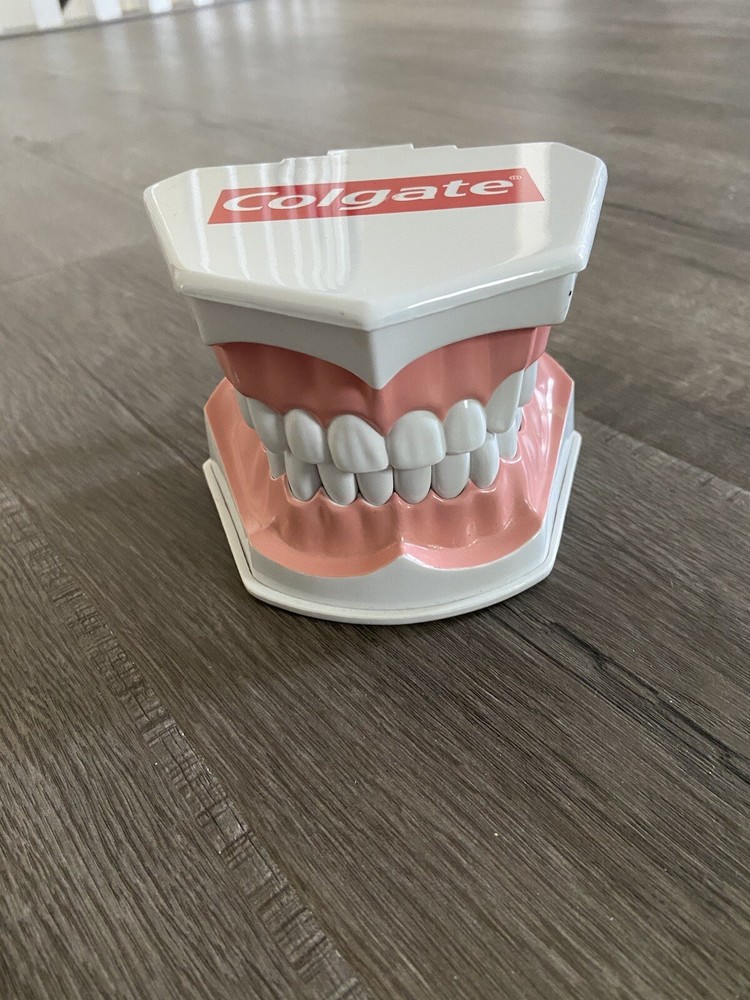 Colgate Large Teeth Typodont - Educational Model