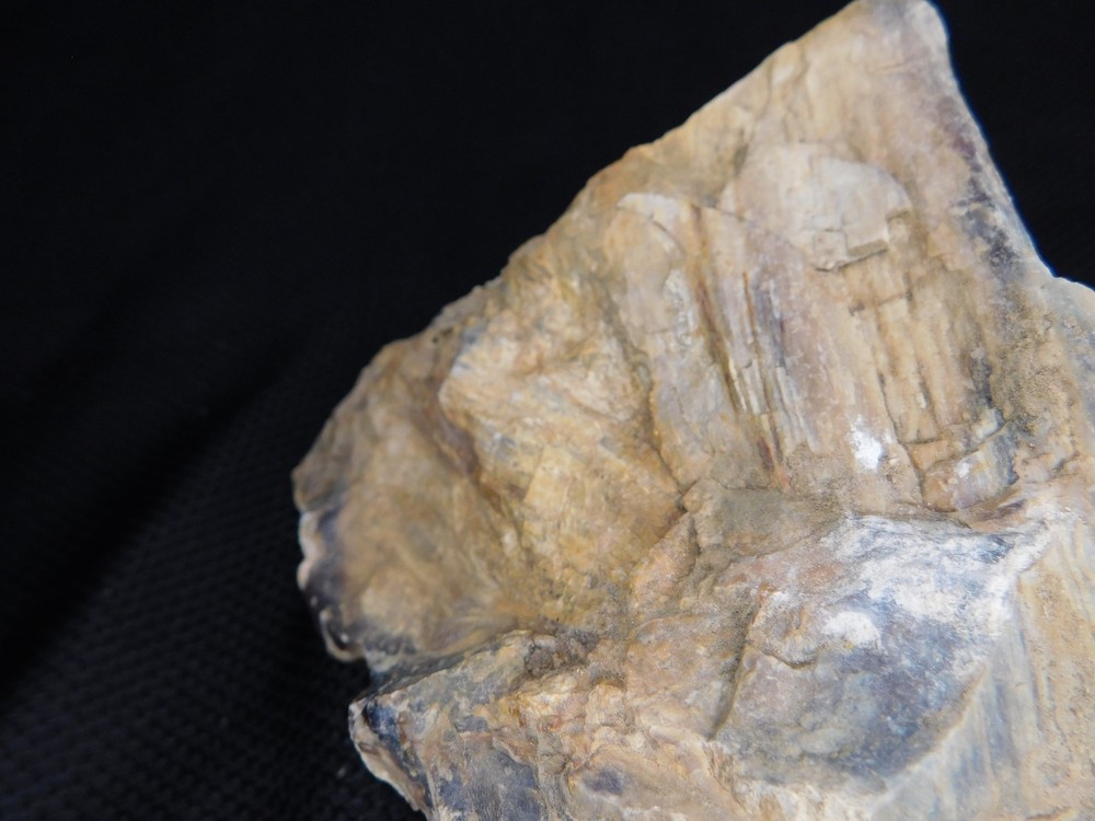 Limb Cast Petrified Wood Specimen Multiple Branches Opalized Agatized Vintage