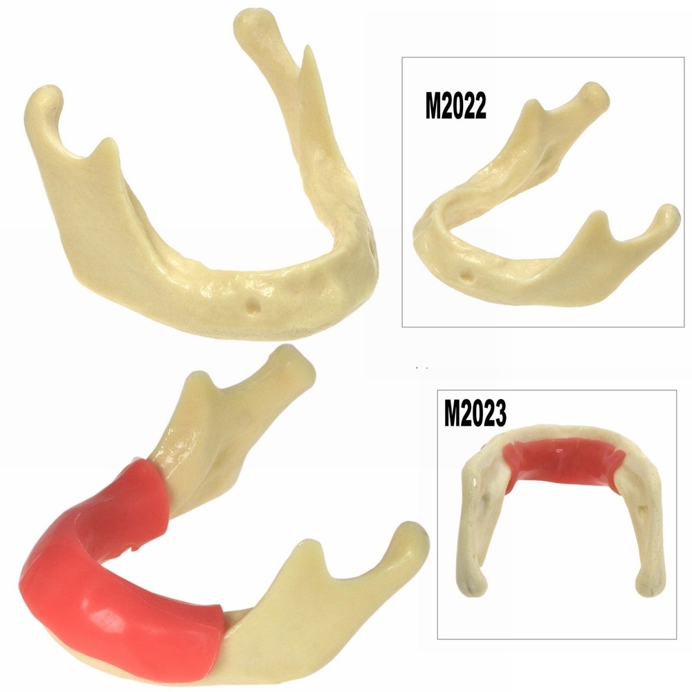 Dental Mandibular Implant Models Simulation Bone for Drilling Practice Training