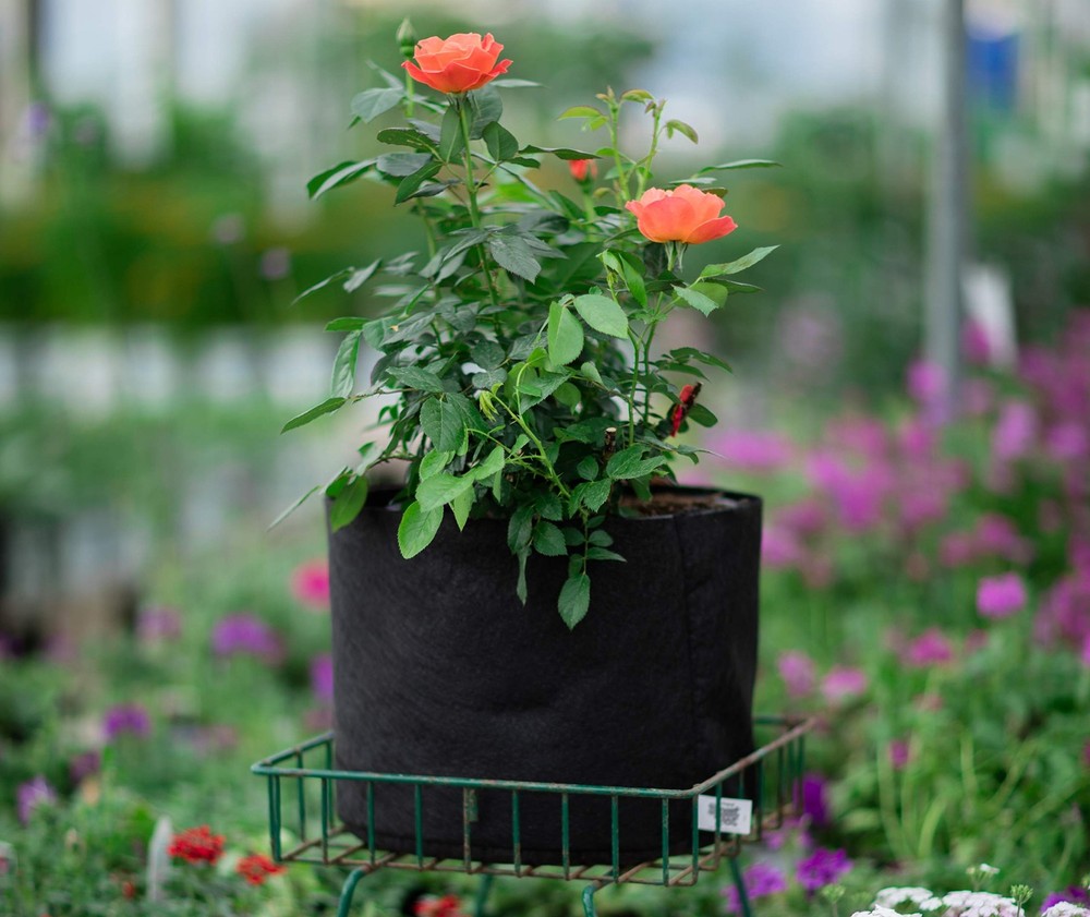 Smart Pots 1-Gallon Smart Pot Soft-Sided Container, Black