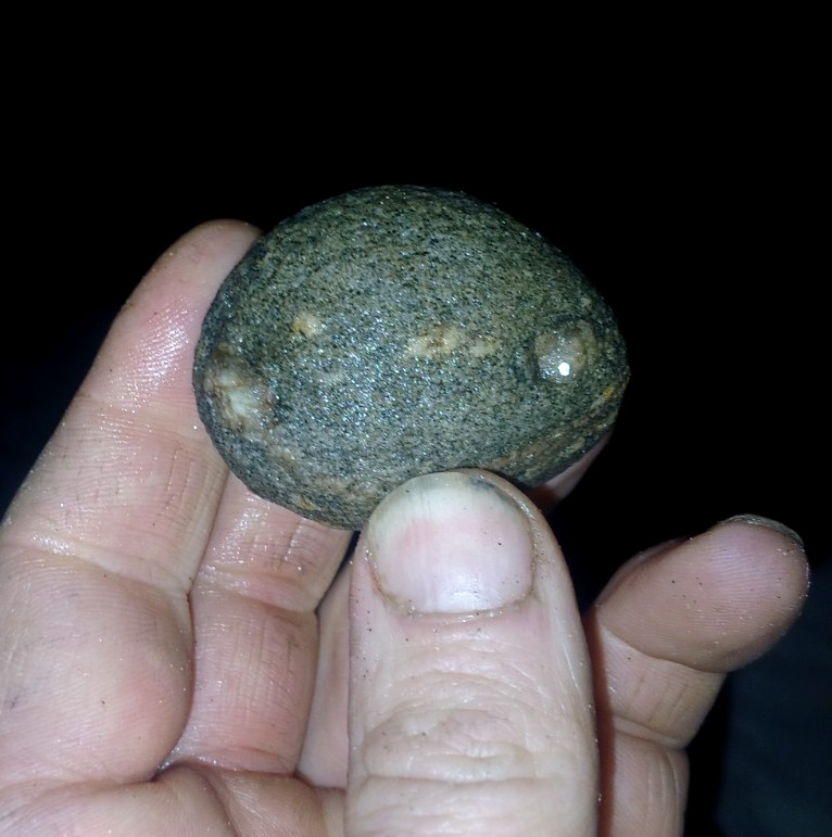 FOSSIL EGG MILLIONS OF YEARS AGO