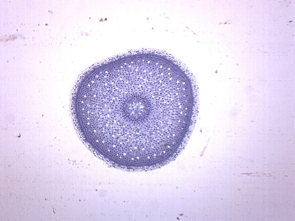 Lilium Root Tip - Prepared Microscope Slide - 75x25mm - Eisco Labs