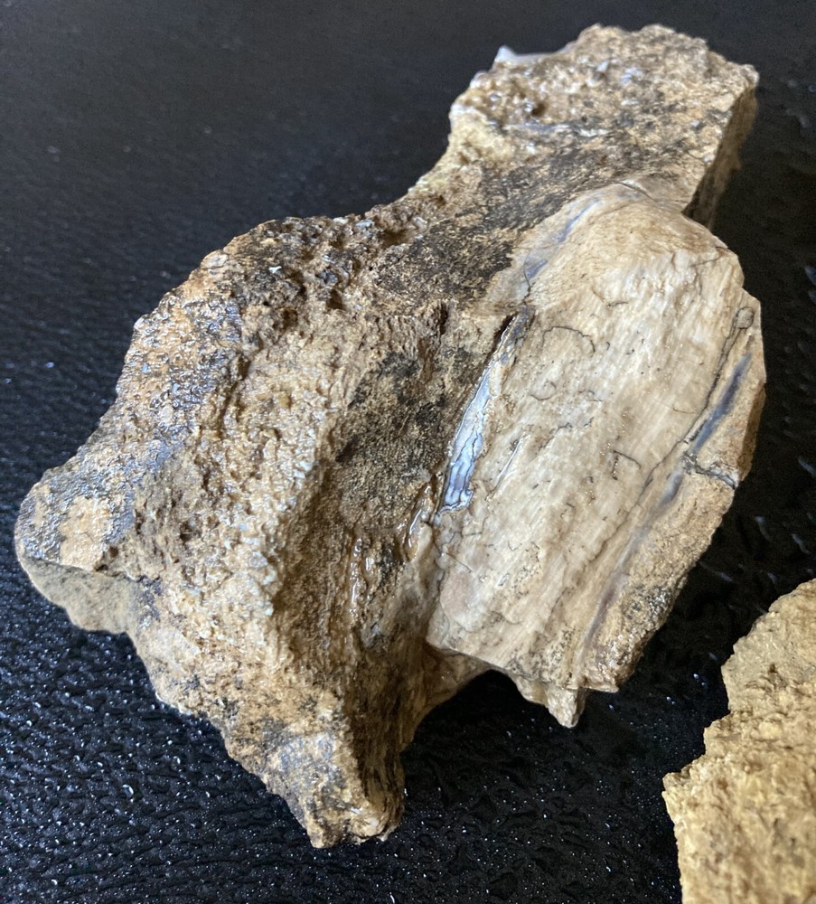 2 Petrified Wood Chunks embedded in Limestone - 2.2LBS