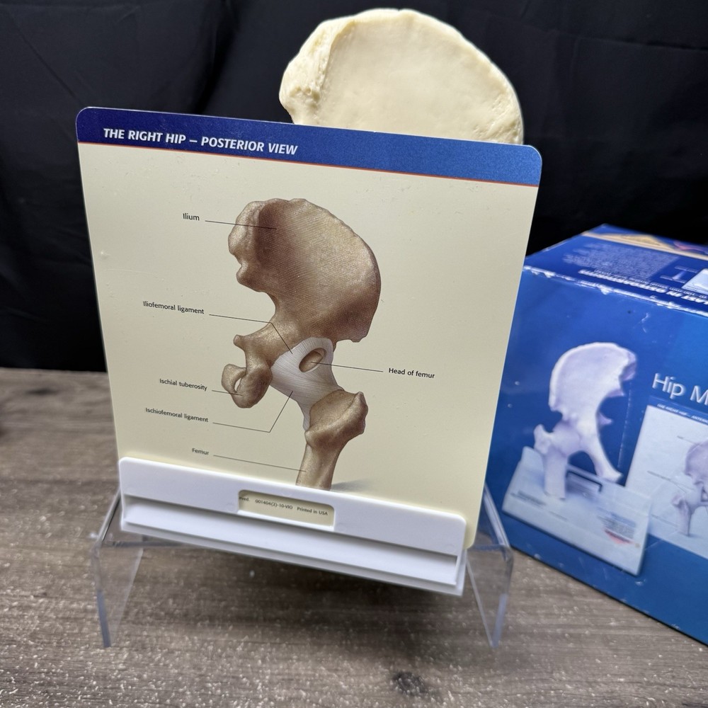 Merck Vioxx Hip Model Anatomic Hip Display Model Original Box