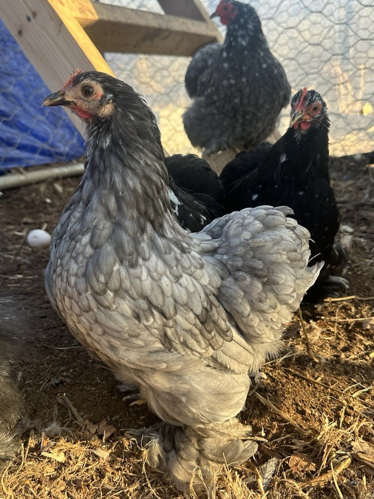 Bantam Cochin blue/black mottled Hatching Eggs