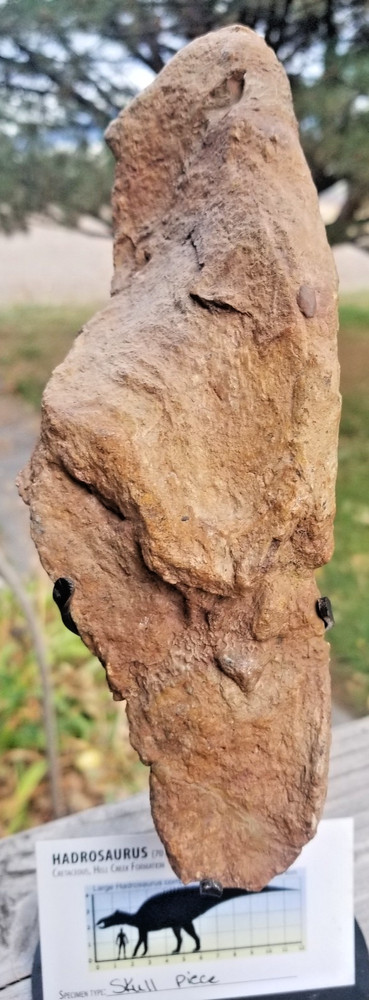 Nice Hadrosaurus Skull Section Fossil Specimen Cretaceous Hell Crk MT Recent Dig